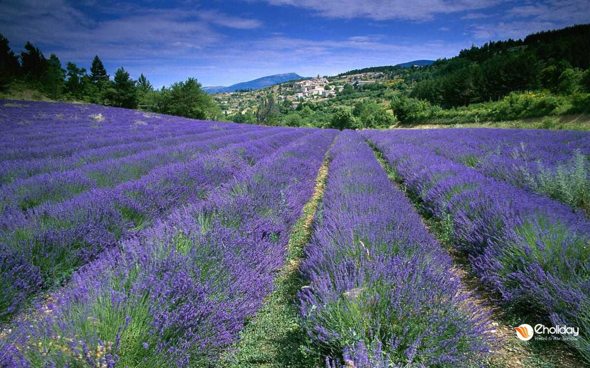 Cánh đồng hoa Lavender Đà Lạt (Ảnh: Google)