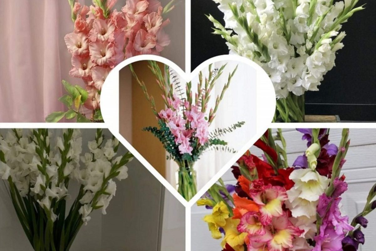 Hoa cưới lay ơn nhiều màu sắc ý nghĩa như đỏ đam mê, trắng tinh khiết, vàng ấm áp – chọn cành tươi, thân chắc và nụ đều. (Ảnh: Sưu tầm)