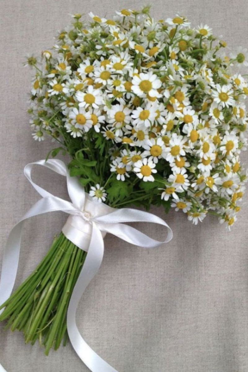 Cúc tana ngày càng được ưa chuộng nhờ vẻ đẹp giản dị, nhẹ nhàng nhưng đầy lãng mạn (Ảnh:Sưu tầm)