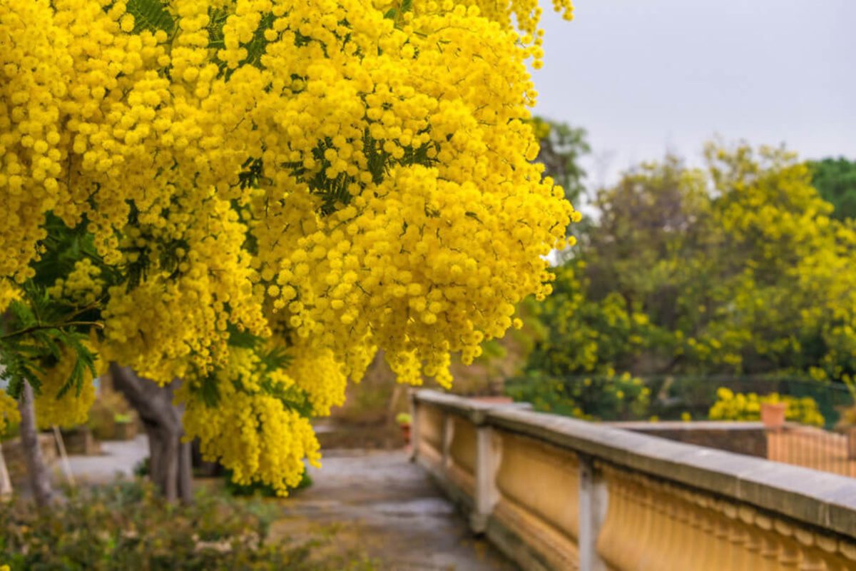 Hoa mimosa vàng nhỏ được cài trên tóc cô dâu tươi sáng, nổi bật. (Ảnh: Sưu tầm)