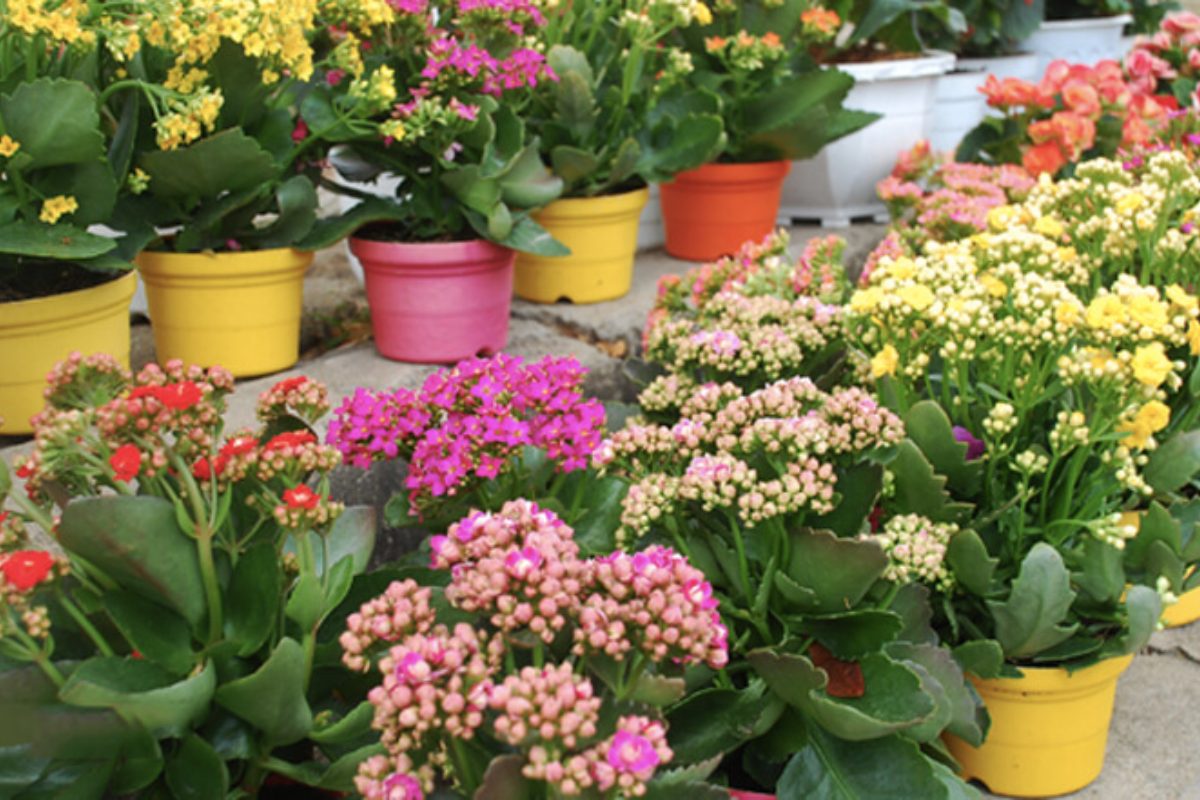 Hoa sống đời đại diện cho tình yêu bền bỉ và viên mãn trong ngày cưới. (Ảnh: Sưu tầm) 