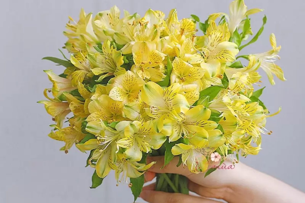 Hoa thủy tiên như lời chúc phúc cho một khởi đầu hạnh phúc và viên mãn. (Ảnh: Sưu tầm)