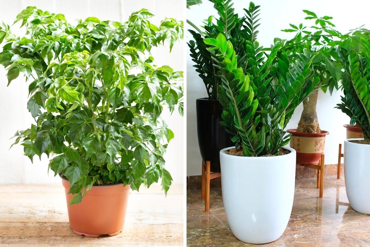 Món quà phong thủy cầu hạnh phúc, tài lộc dồi dào (Ảnh: Sưu tầm)