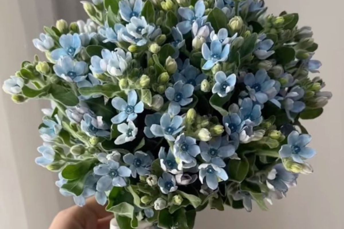 Trắng xanh tạo phong cách hiện đại (Ảnh: Sưu tầm)