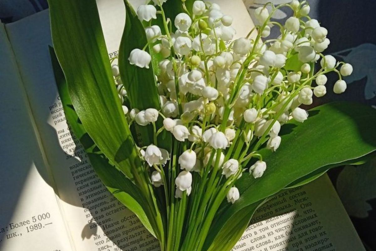 Vì có giá trị lớn nên cần chú ý khi chọn hoa linh lan (Ảnh: Sưu tầm)
