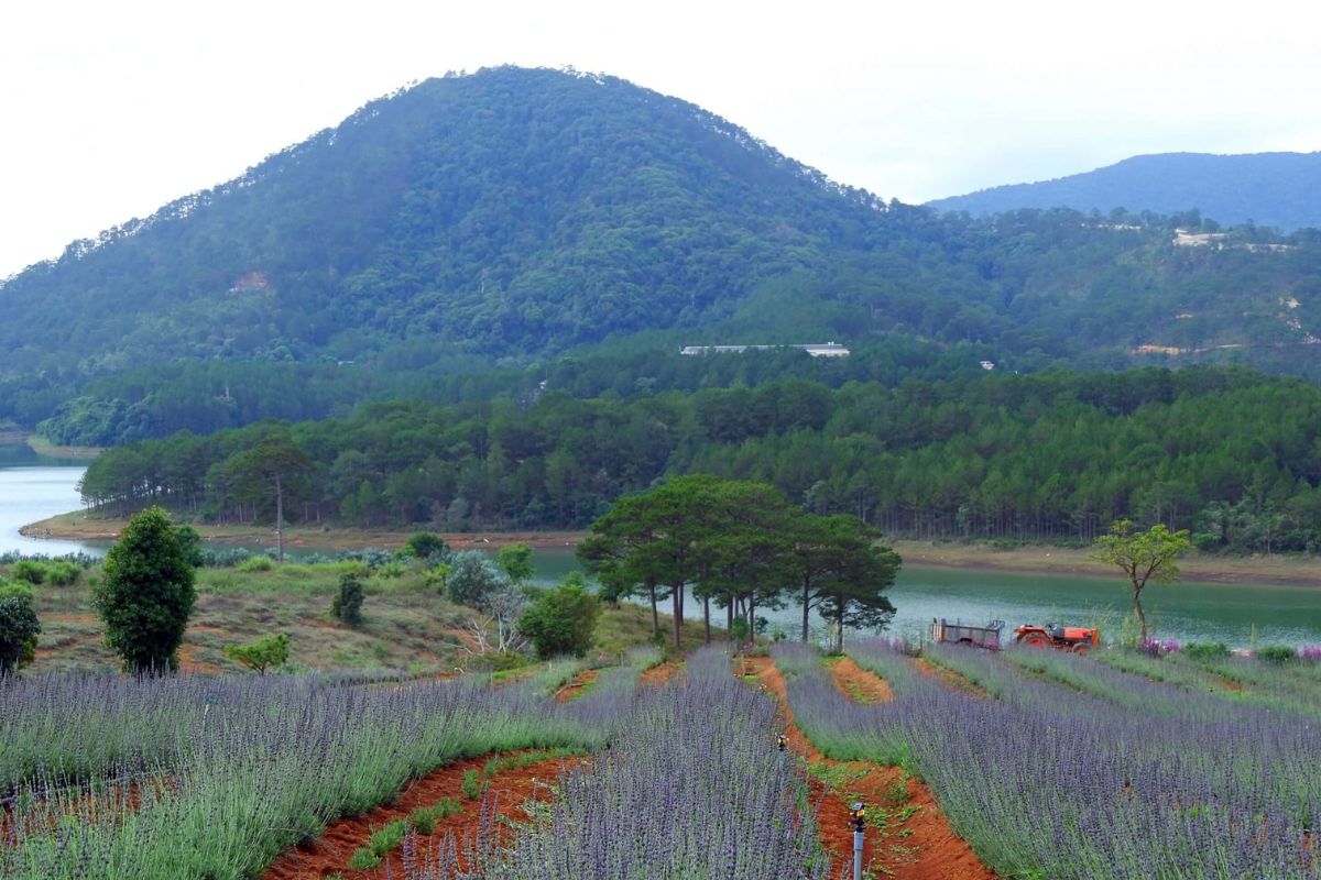 Lavender hồ Tuyền Lâm venue đám cưới ngoài trời nổi tiếng (Ảnh: Sưu tầm)