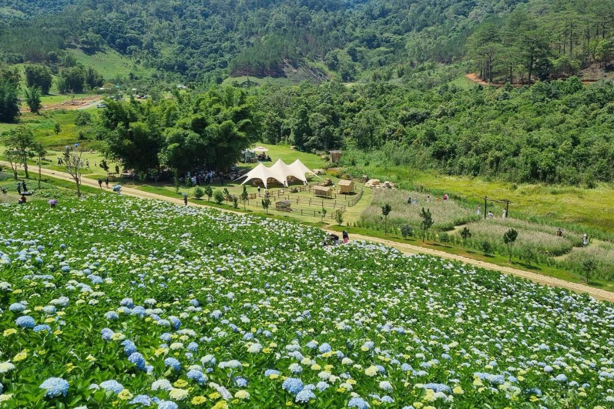 The Florest tại Tà Nung khung cảnh hoang sơ trong lành (Ảnh: Sưu tầm)